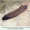 plebeius argus sevastopol larva l4 3